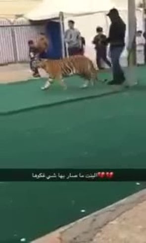 Un tigre atacó a una nena