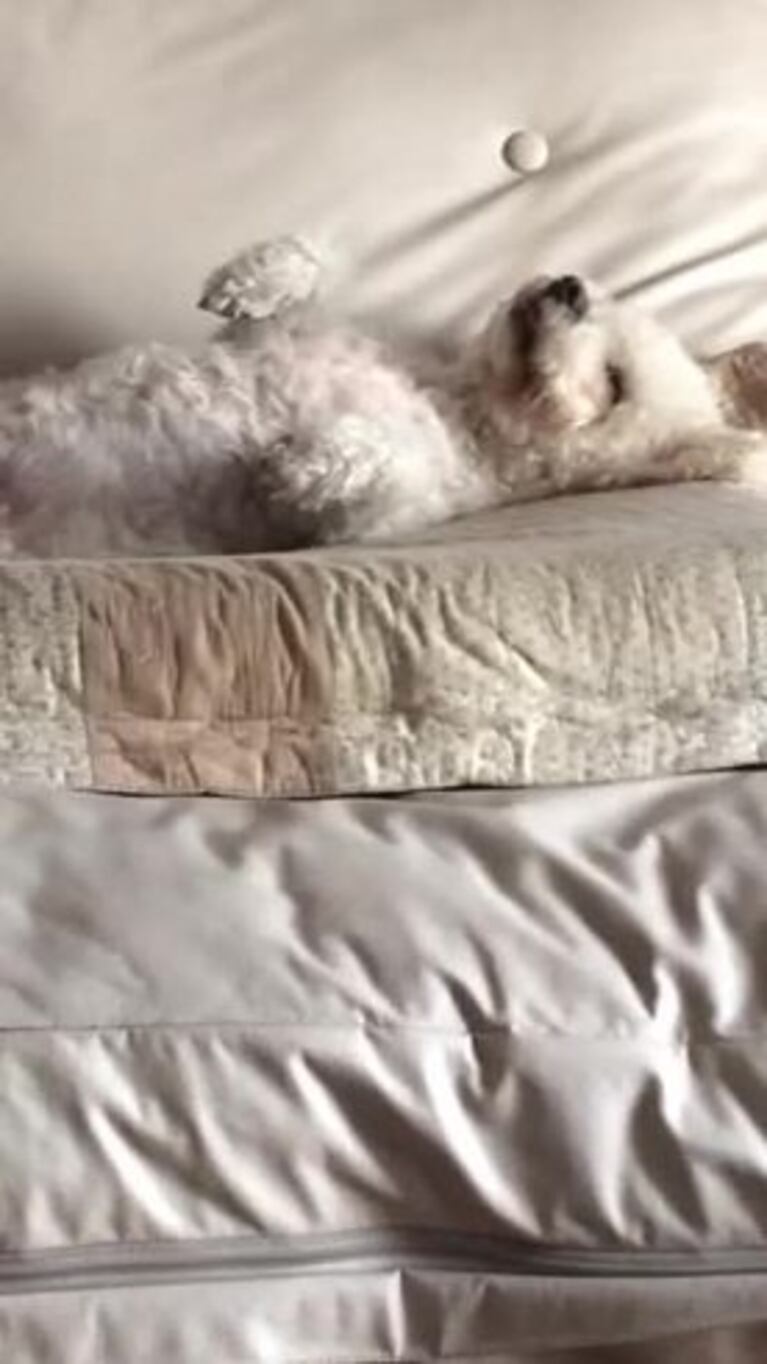 Donatello, el perro más tierno de Córdoba