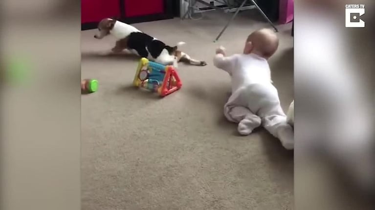 Una beba aprendió a gatear imitando a su perro