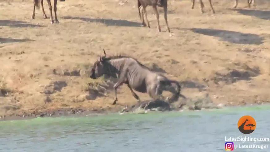 Unos hipopótamos le salvaron la vida a un ñu