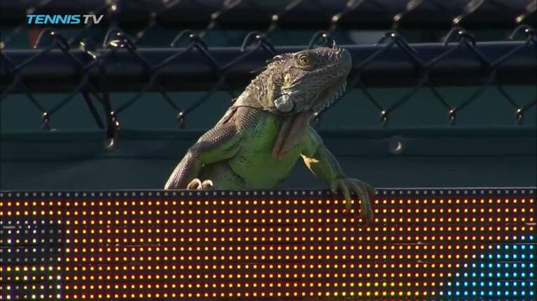 Una iguana interrumpió un partido del Miami Open