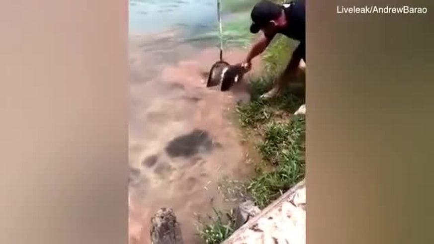 Un perro casi es devorado por una anaconda