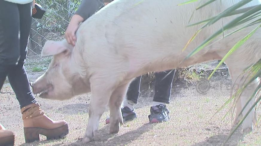 Una chancha de mascota