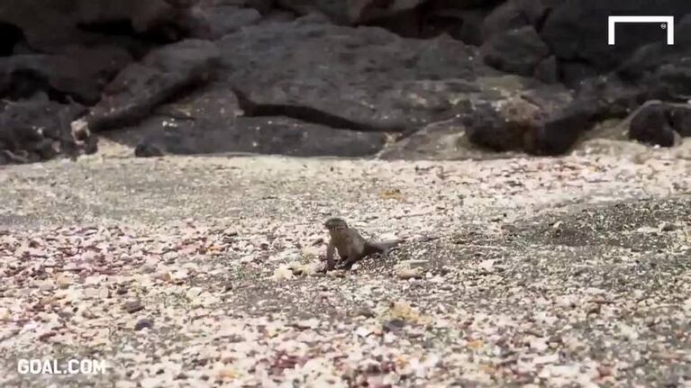 La iguana "Messi" que causa furor