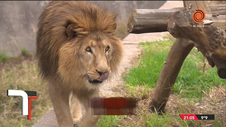 Quieren trasladar al león del zoológico de Córdoba
