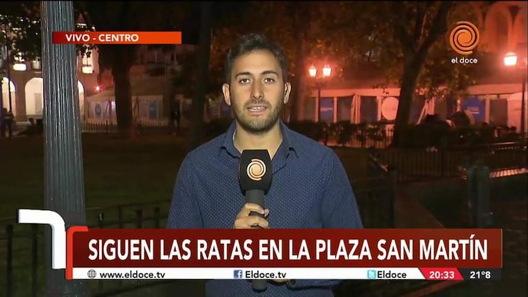 Las ratas volvieron a invadir la plaza San Martín