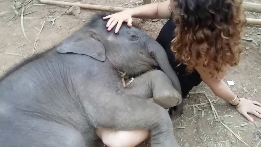 Una mujer duerme en su regazo a un elefante bebé