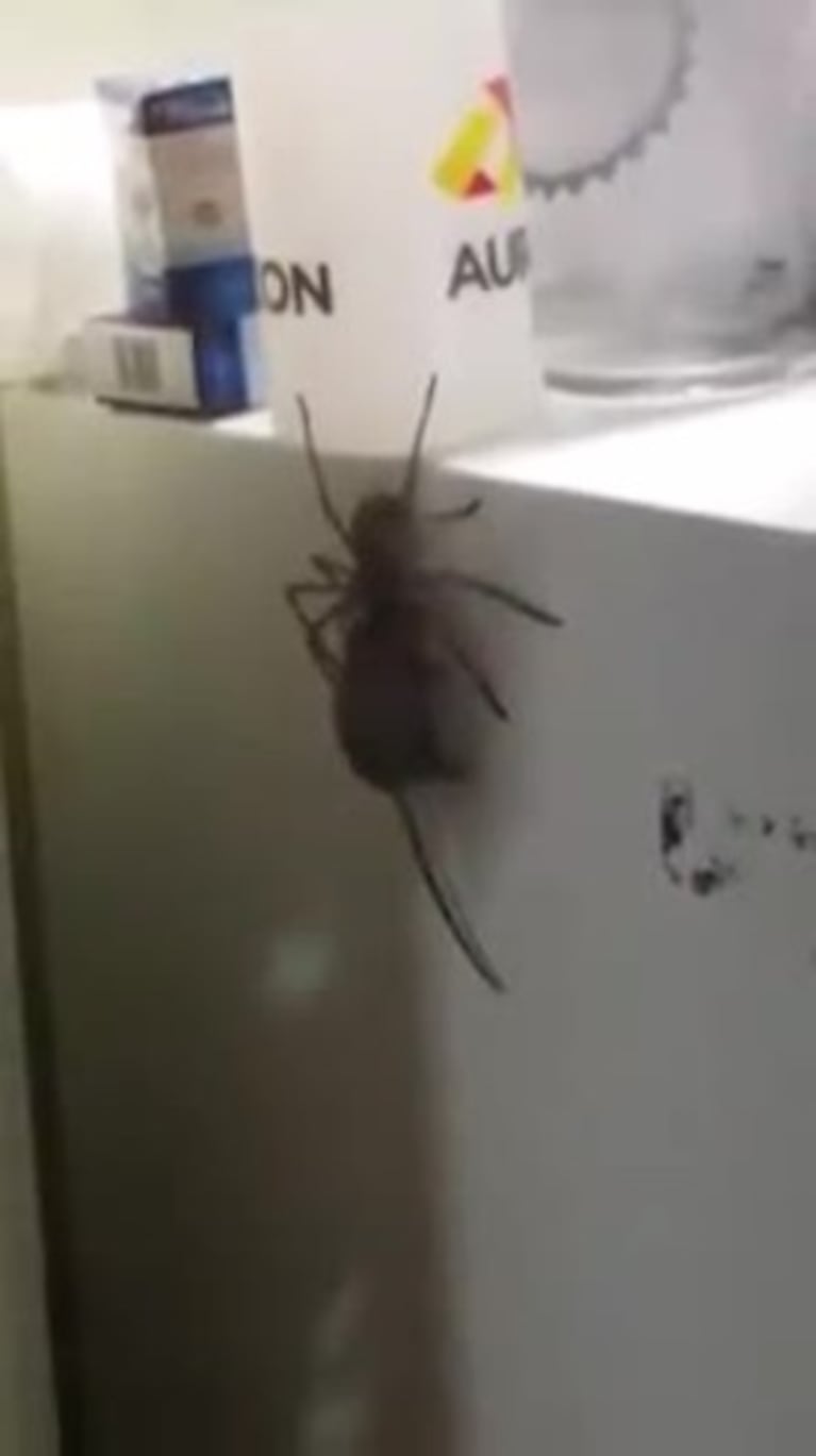 El video de la araña que cazó el ratón