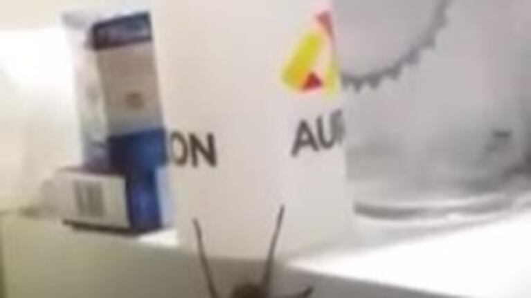 El video de la araña que cazó el ratón