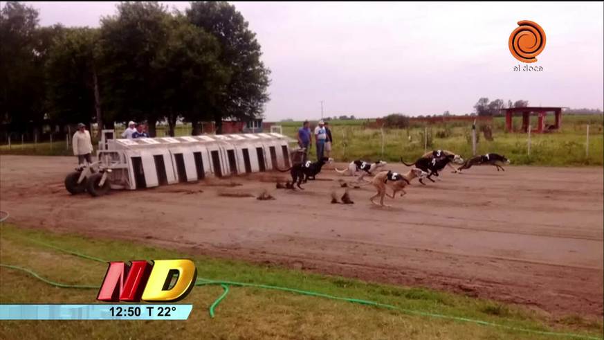 Proteccionistas denunciaron la carrera de galgos en Inriville