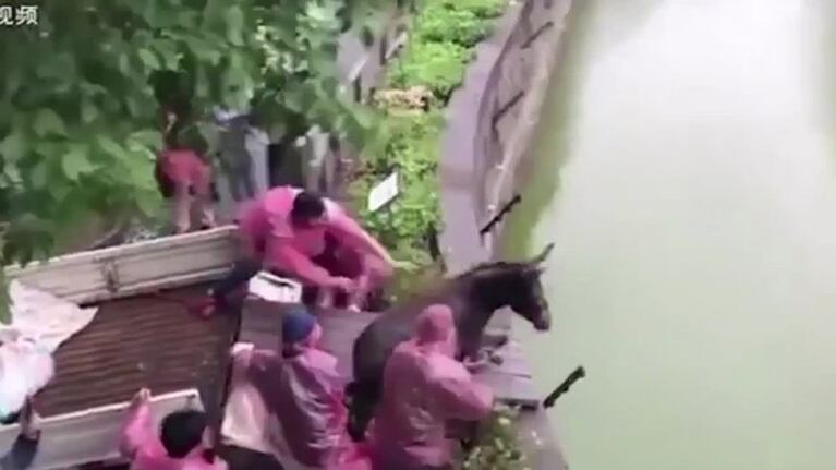 Tiraron un burro vivo para alimentar a tigres