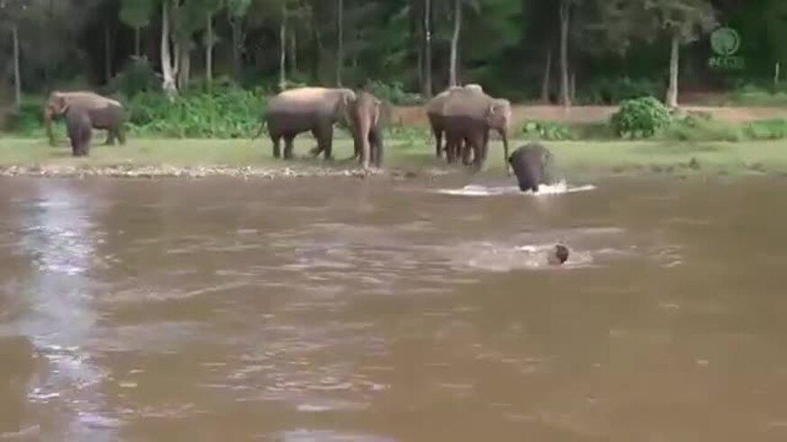 Un elefante se tiró al agua para salvar a su cuidador