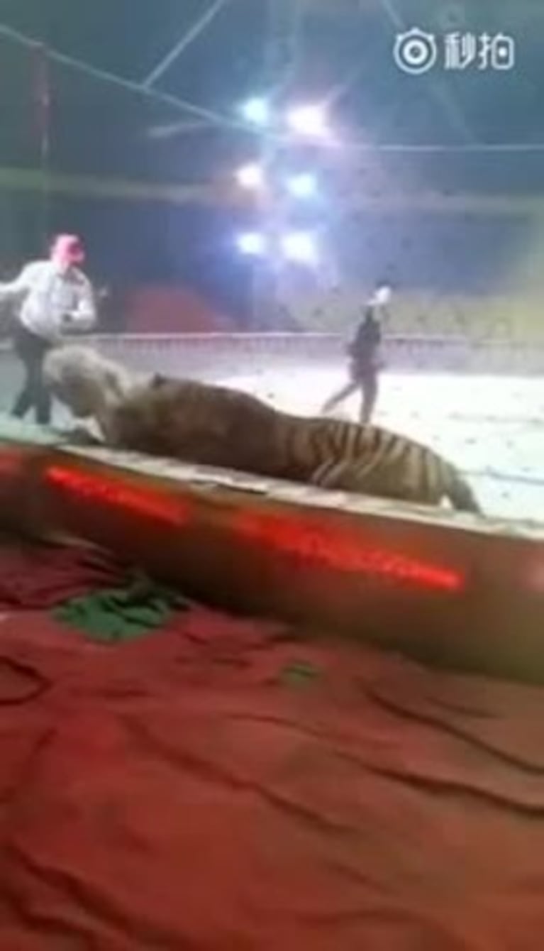 El feroz ataque de dos tigres a un caballo