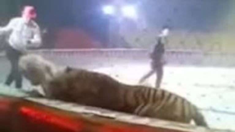 El feroz ataque de dos tigres a un caballo