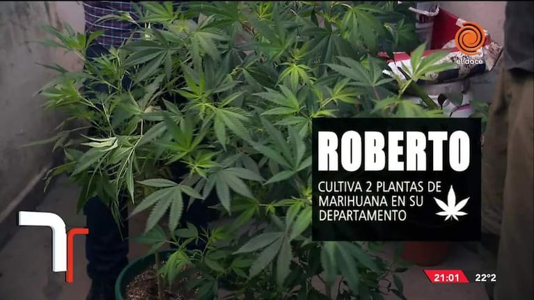 Mirada Telenoche: Marihuana made in Córdoba