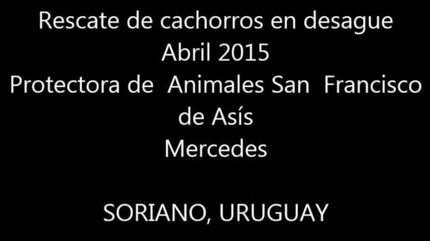 Heroico rescate de unos cachorros atrapados en un desagüe