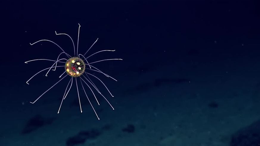 Impactante medusa en la Fosa de las Marianas