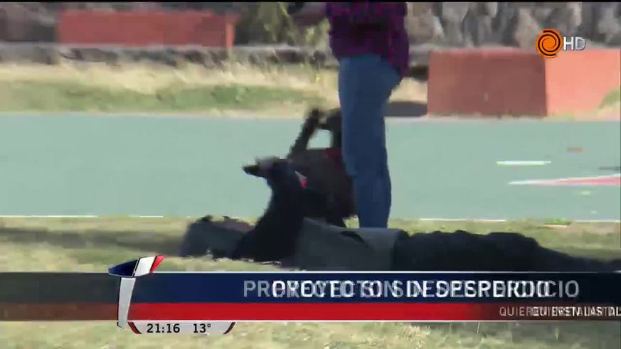 Avanza un proyecto para que se levanten las cacas de perro