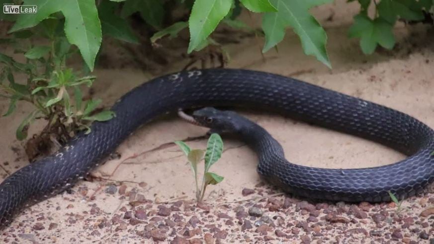 El momento en que una serpiente regurgita a otra víbora