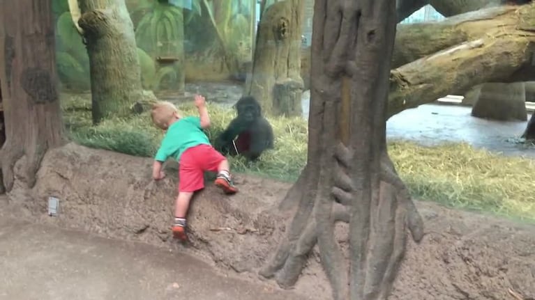 Un nene juega a las escondidas con un gorila