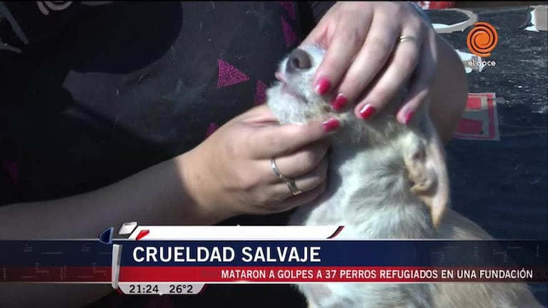 Crueldad en un refugio de perros