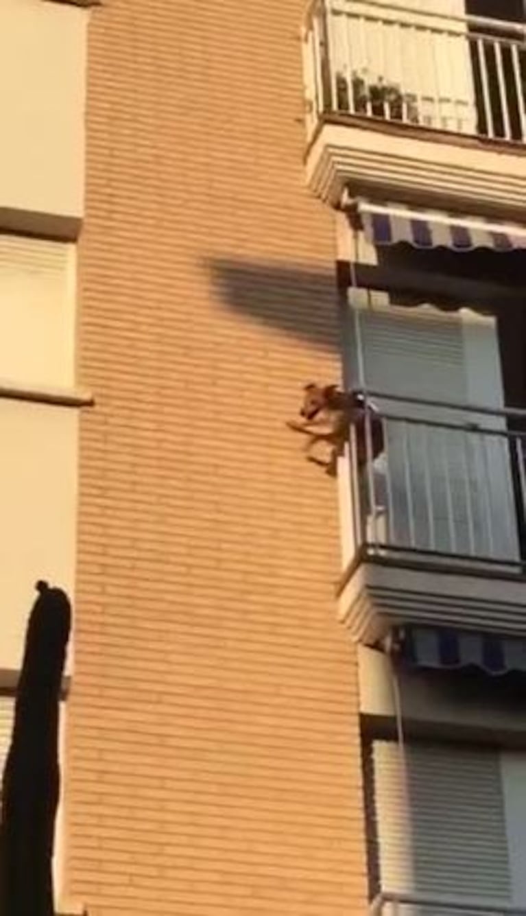 Un perro encerrado en un balcón saltó al vacío