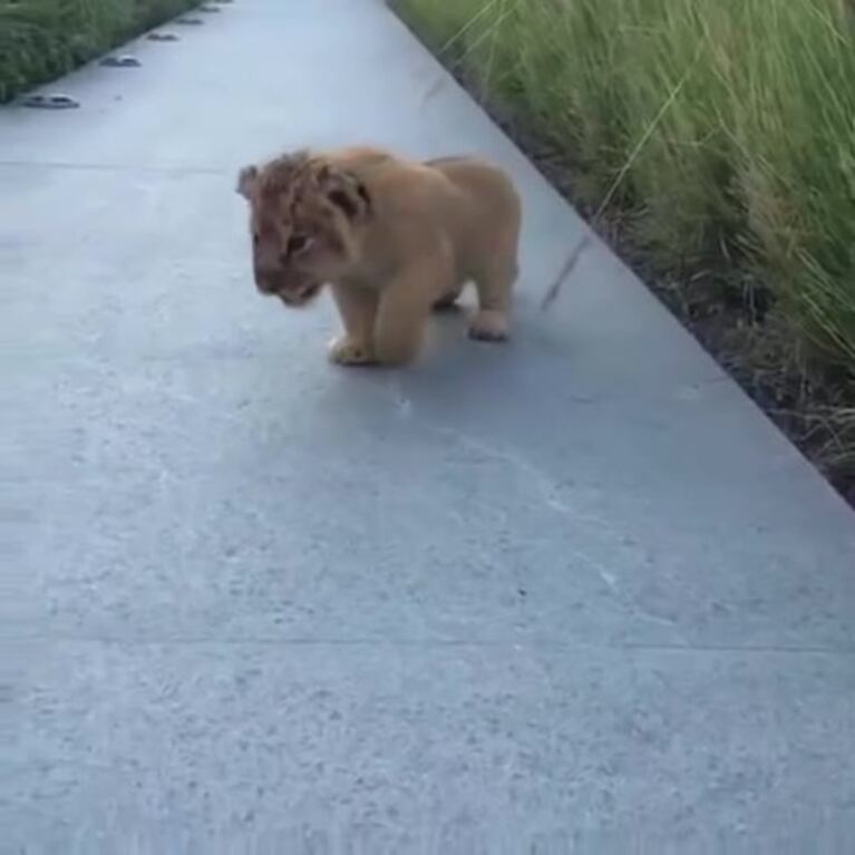 Video Placeholder