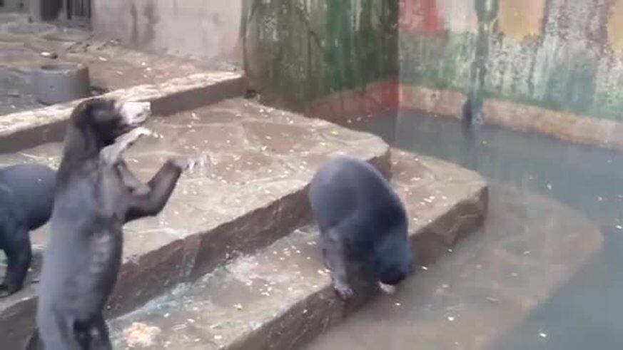 Osos famélicos en el zoológico de Bandung