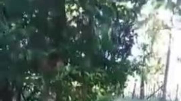 Un chacarero denunció a su vecino por zoofilia