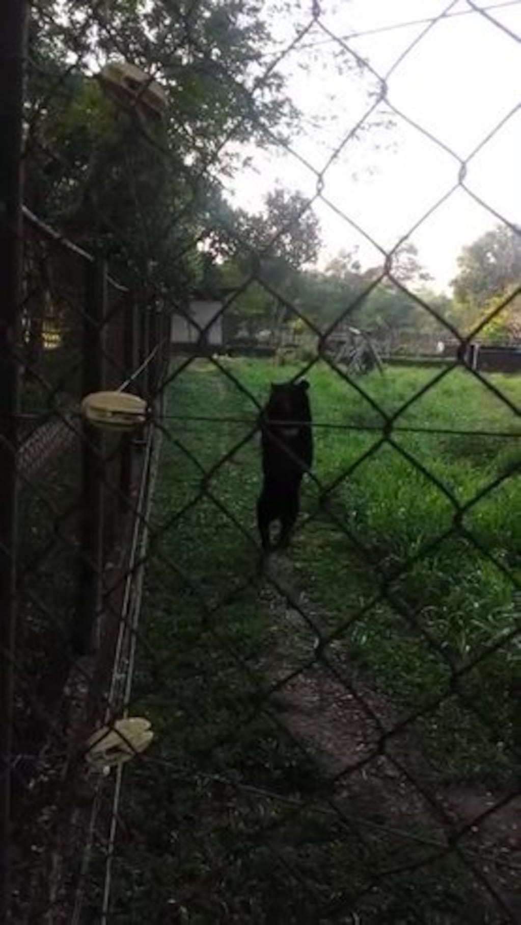 Un oso camina en dos patas y es viral