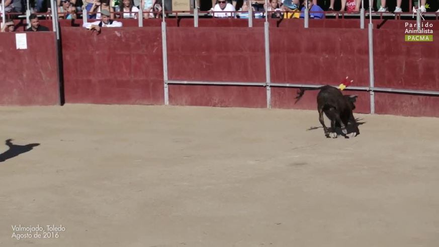 La brutal becerrada a una vaca