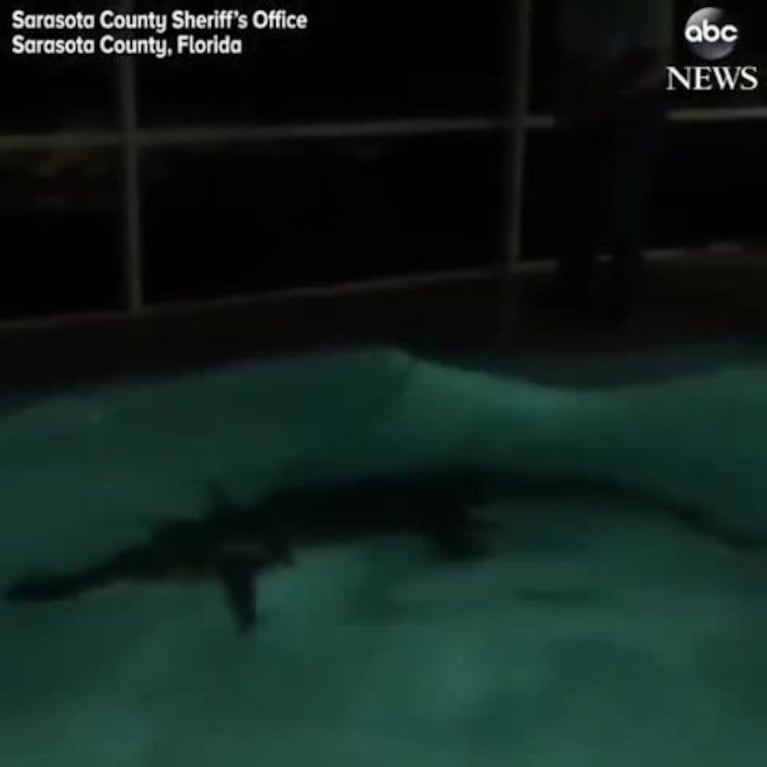 Sacaron un cocodrilo que se metió en una piscina