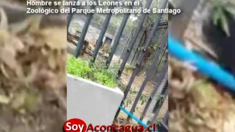 Hombre se tira a los leones