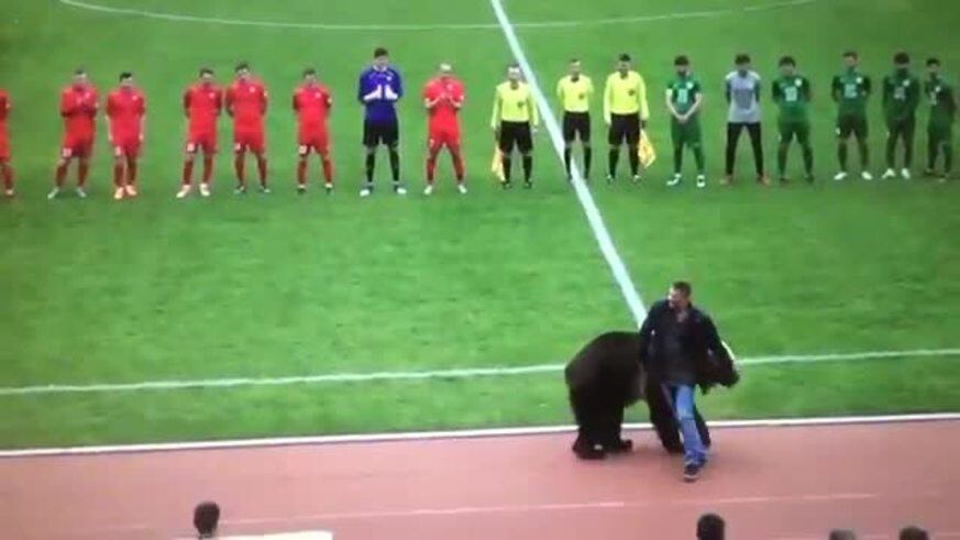 Un oso le entregó la pelota al árbitro en Rusia