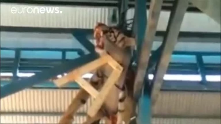 Mataron a un tigre con una excusa increíble