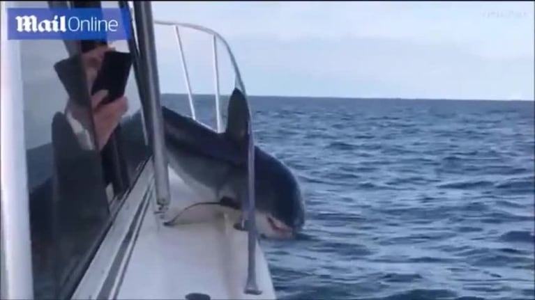Un tiburón luchó hasta que pudo liberarse