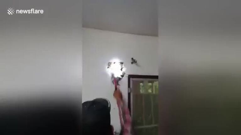 Encontró una pitón gigante en la pared de su casa