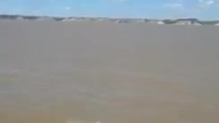 El increíble ataque de las palometas