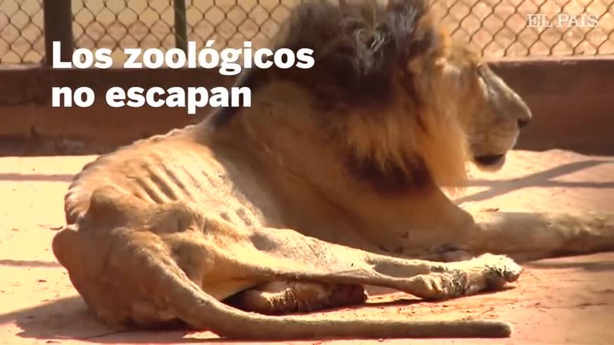 Desnutrición en zoológico de Venezuela