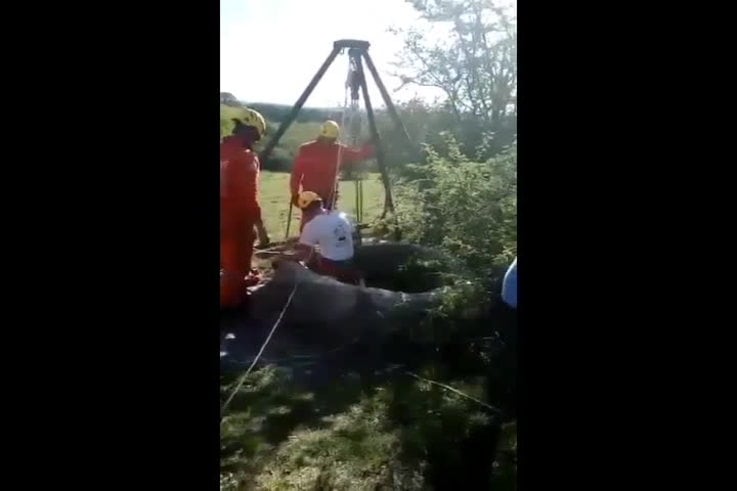 Emotivo rescate a un perro en Los Reartes