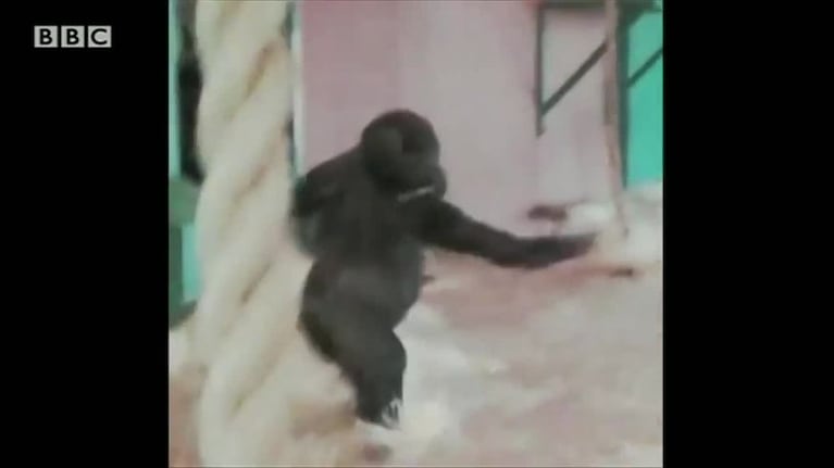 El bebé gorila que quiere entrar al Bailando