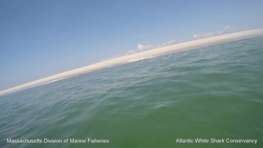 Espectacular: así escapó una foca de un tiburón