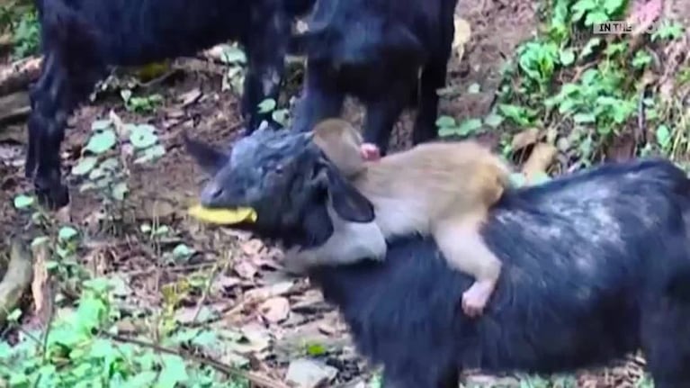 Un rebaño de cabras adoptó a un mono huérfano