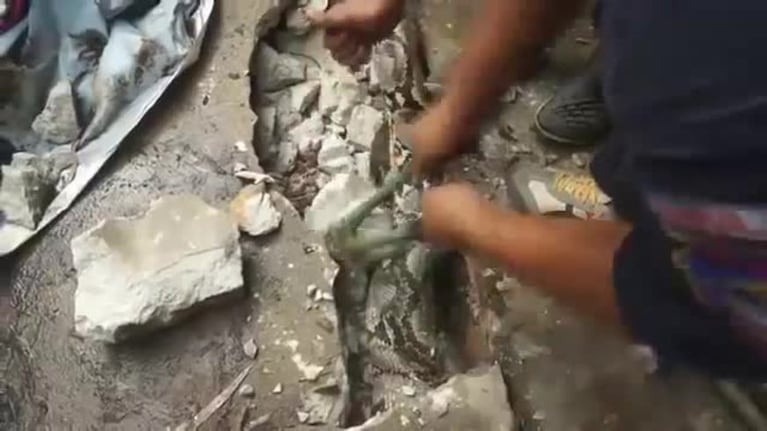 Encontró una enorme serpiente debajo del suelo