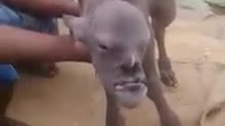 La cabra mutante que asombra a India