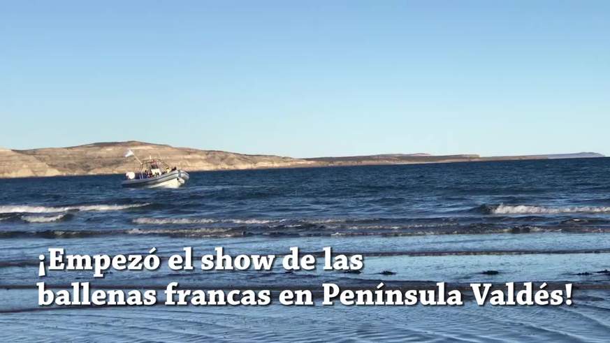 Llegaron las ballenas francas a Península Valdés