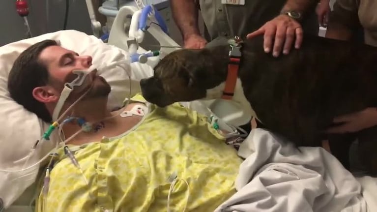 La perra que fue a despedir a su dueño al hospital