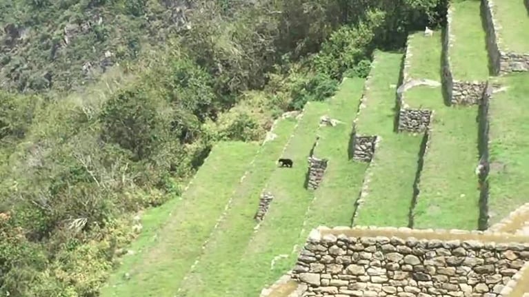 Un oso de anteojos en Machu Picchu