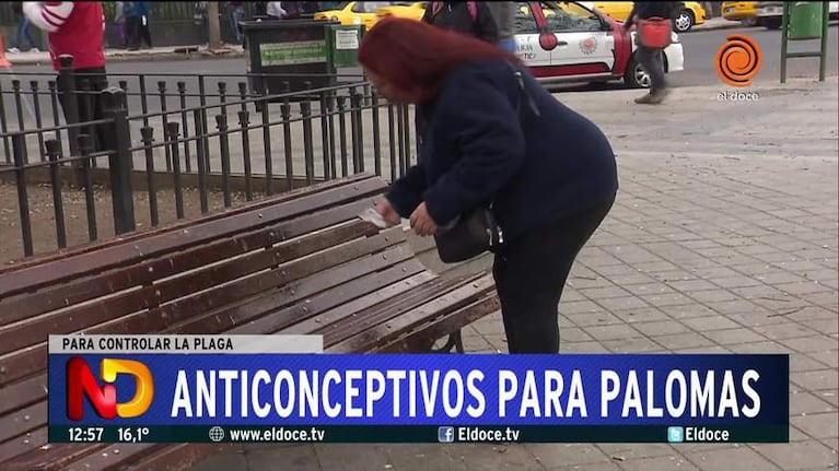 Proponen combatir las palomas con anticonceptivos