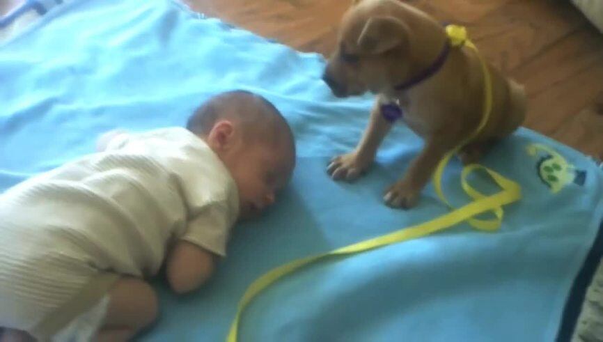 Un cachorro niñera lucha contra el cansancio para cuidar un bebé